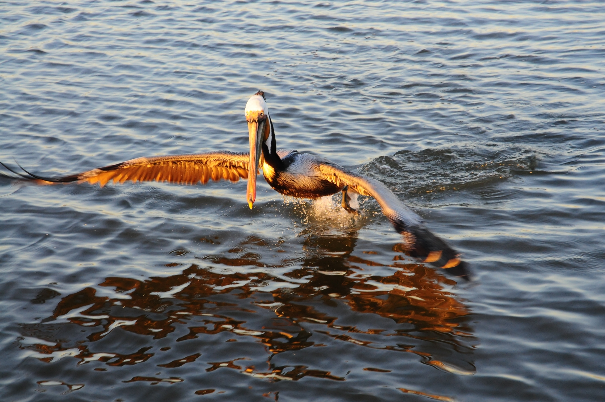 Tide Ride
